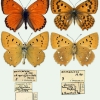 lycaena virgaurea armeniaca tabl